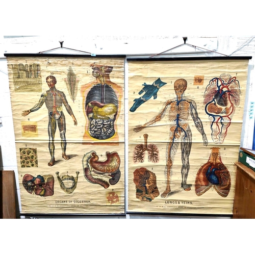 321 - Two late 19th/ early 20th century Scottish educators wall scroll Anatomy Charts of Organs of Digesti... 