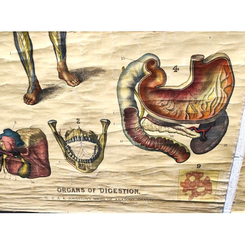 321 - Two late 19th/ early 20th century Scottish educators wall scroll Anatomy Charts of Organs of Digesti... 