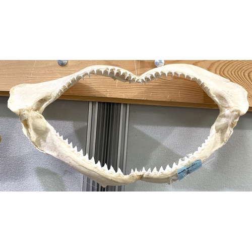 8 - A large set of shark jaws with multiple rows of teeth 50cm  in length