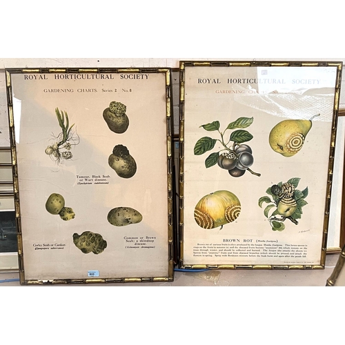 800 - ROYAL HORTICULTURAL SOCIETY - 3 Gardening Charts, 70 x 50cm, simulated bamboo gilt frames