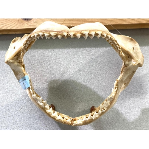 9 - A smaller set of shark jaws with multiple teeth 24cm length