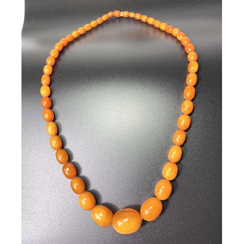 644 - An early/mid 20th century amber necklace formed from graduating oval 'butterscotch' beads, largest b... 