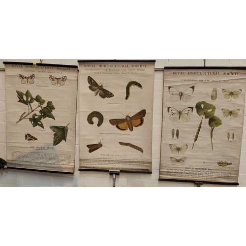 77 - The Royal Horticultural Society:  3 gardening charts, series 1 6-8, butterflies & moths, 75... 