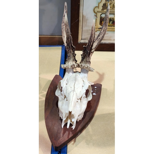 331 - A skull and antlers of a small deer