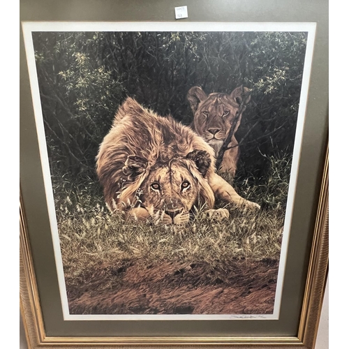 798 - After Stephen Combes: signed limited edition print of Lion and lioness in the bush, 57x46cm framed a... 