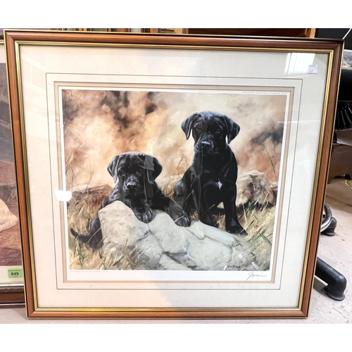 799 - A selection of framed and glazed signed and some limited edition prints of various breeds of dogs, i... 