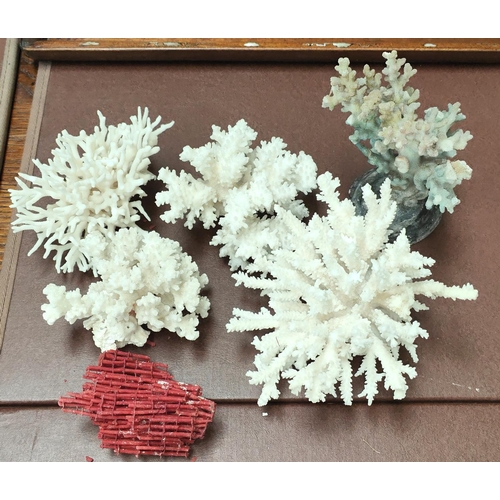 172A - A selection of various pieces of coral