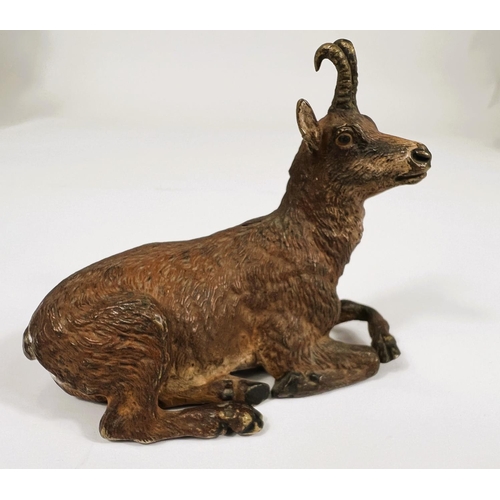 137 - A cold painted bronze in the form of an Austrian goat stamped to the base Bergmann, length 8cm