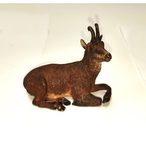 137 - A cold painted bronze in the form of an Austrian goat stamped to the base Bergmann, length 8cm