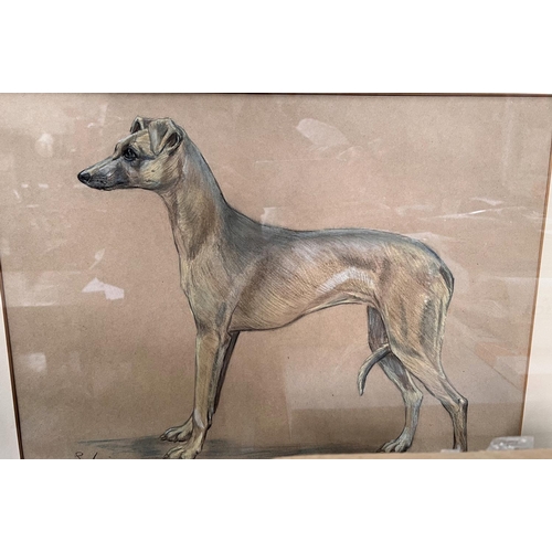 788 - S Lings, British 20th Century:  a conté crayon drawing of a greyhound, signed, 36 x 49cm... 