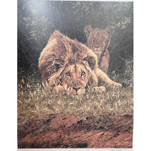 798 - After Stephen Combes: signed limited edition print of Lion and lioness in the bush, 57x46cm framed a... 