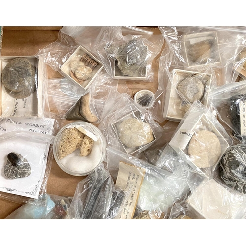 25 - A collection of fossils, mainly with identification.