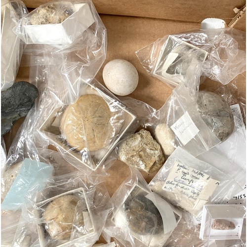 26 - A collection of fossils, mainly with identification.
