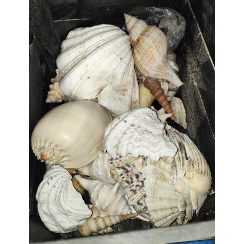 19E - A collection of large conch shells and other shells