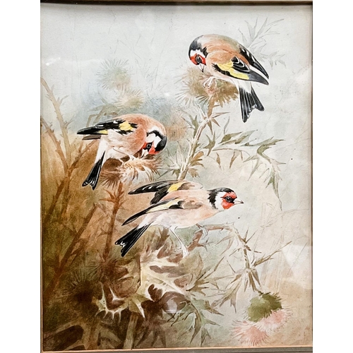 784 - Donald Birbeck: (Royal Worcester artist): watercolour three finches on branch, singed en verso, 28x2... 