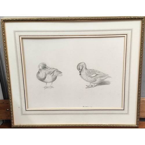 827 - Philip Rickman (1891-1982) 1935 a framed original pencil sketch of two ducks, one ruffling feathers,... 