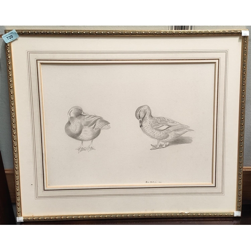 720 - Philip Rickman (1891-1982) 1935 a framed original pencil sketch of two ducks, one ruffling feathers,... 