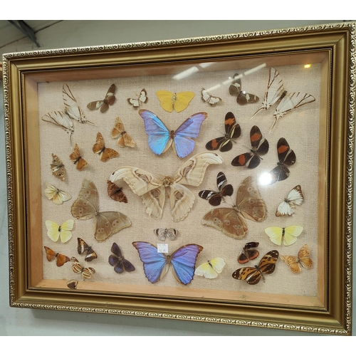 96A - A collage of Butterflies