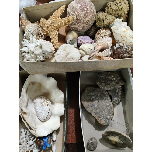 97E - A collection of unusual shells and fossils etc