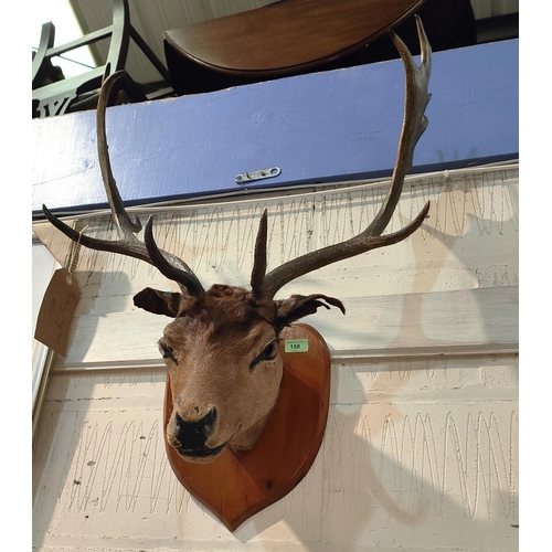 158 - TAXIDERMY: a wall mounted Stag/ Fallow Buck trophy with 6 points, good size on wooden shield