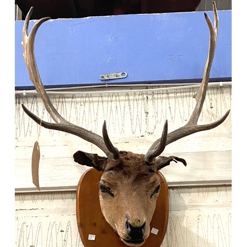 71 - TAXIDERMY: a wall mounted Stag/ Fallow Buck trophy with 6 points, good size on wooden shield