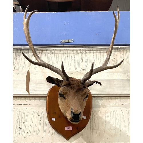 71 - TAXIDERMY: a wall mounted Stag/ Fallow Buck trophy with 6 points, good size on wooden shield