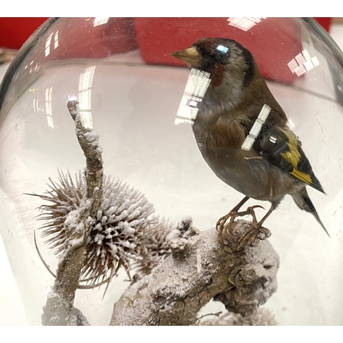 72 - TAXIDERMY: An early 20th century taxidermy Gold Finch under dome on 'frosted' branch, height 27cm