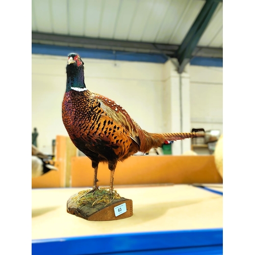 63 - Taxidermy: Pheasant on wooden stand