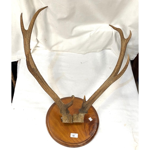 42 - A pair of K point antlers on wall plaque, a vintage toboggan