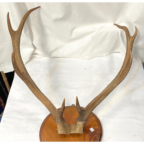 42 - A pair of K point antlers on wall plaque, a vintage toboggan