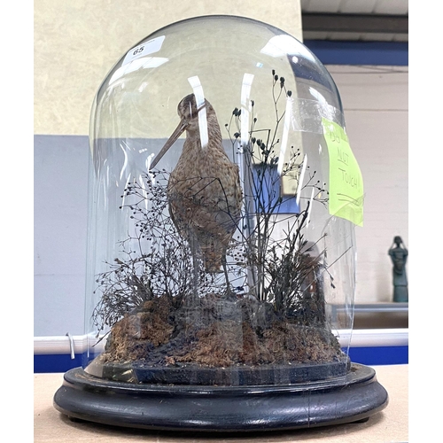 65 - A taxidermy Woodcock under a glass dome (dome a/f)