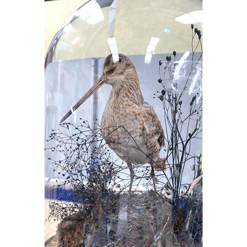 65 - A taxidermy Woodcock under a glass dome (dome a/f)