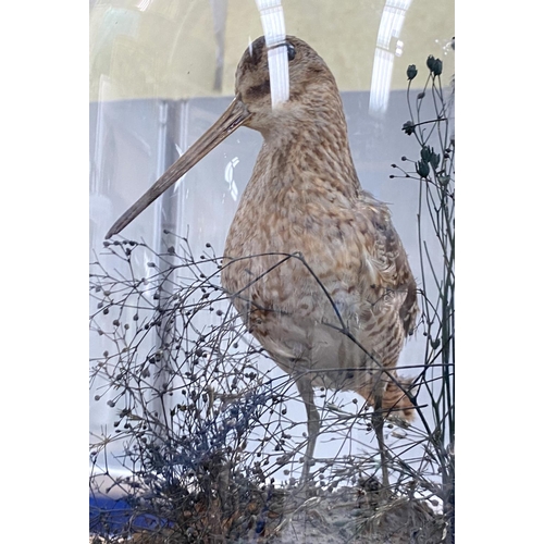 65 - A taxidermy Woodcock under a glass dome (dome a/f)