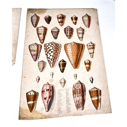 816 - NATURAL HISTORY - 7 19th century hand coloured prints and 2 others  