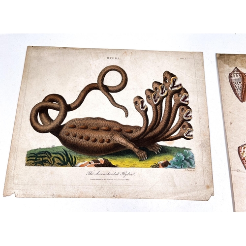 816 - NATURAL HISTORY - 7 19th century hand coloured prints and 2 others  