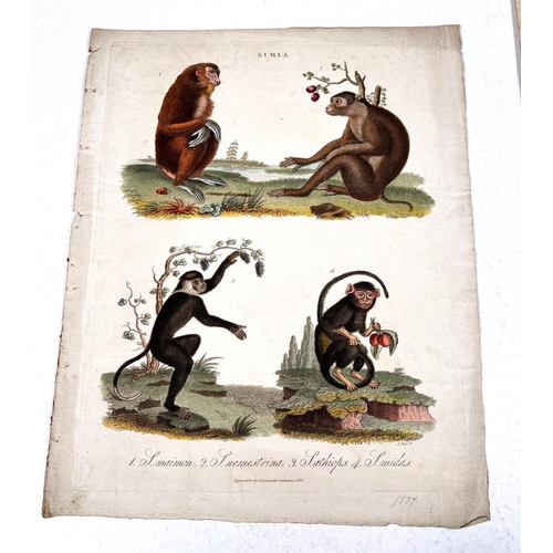 816 - NATURAL HISTORY - 7 19th century hand coloured prints and 2 others  