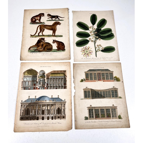 816 - NATURAL HISTORY - 7 19th century hand coloured prints and 2 others  