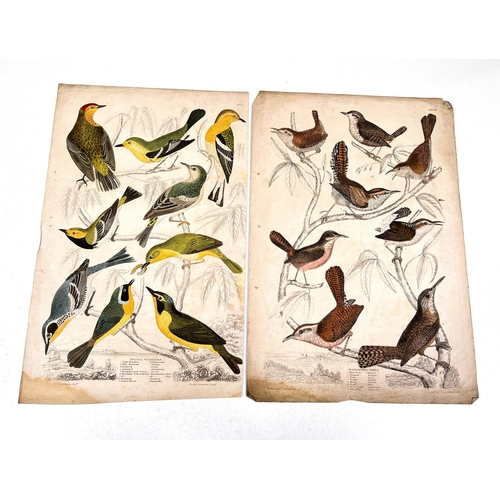 816 - NATURAL HISTORY - 7 19th century hand coloured prints and 2 others  