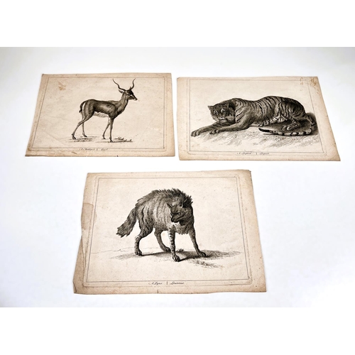 57 - An 18th century print of a tiger, 2 others from the same series 22 x 30cm; a print of lion cubs afte... 