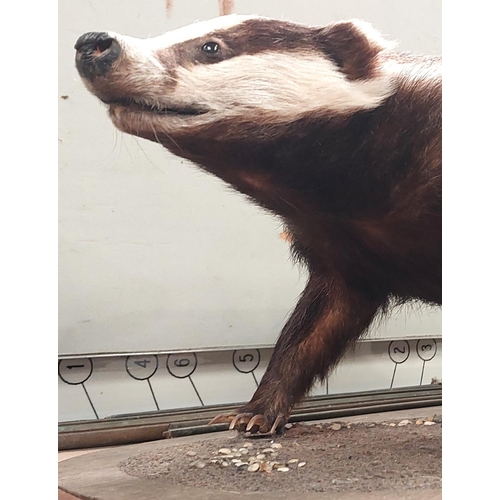 34 - Taxidermy: A taxidermy model of a badger (slight loss around tail) Length 84cm