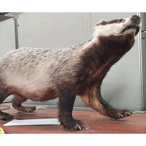 35 - Taxidermy: A taxidermy model of a badger, Length 74cm