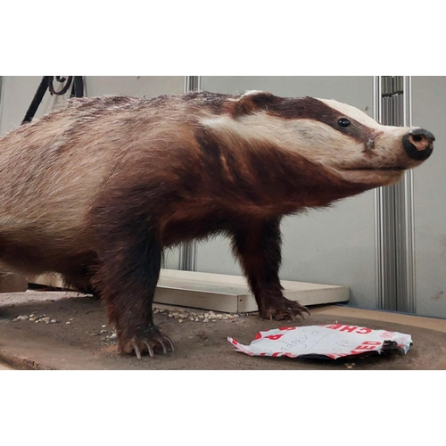 36 - Taxidermy: A taxidermy model of a badger, Length 79cm