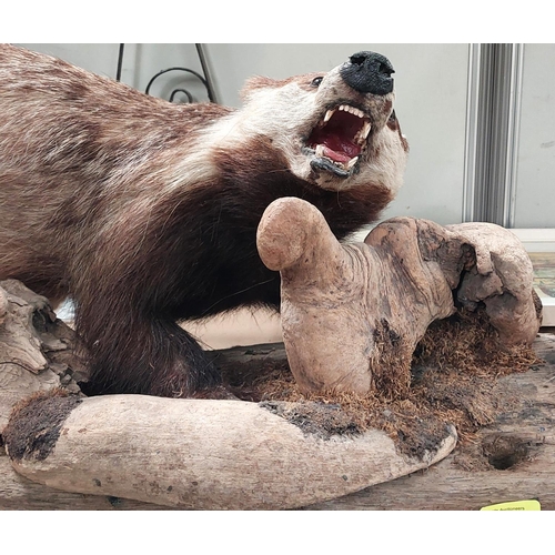 37 - Taxidermy: A taxidermy model of a badger climbing on logs etc.