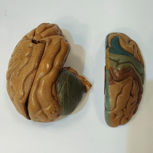 49 - A vintage composition model of the human brain, in 2 parts, 18 x 14cm overall and another 18cm