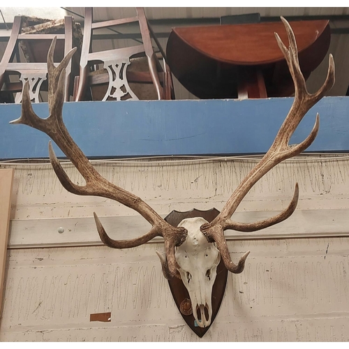 17 - Taxidermy: A late 20th century 15 point Red Stag antlers on skull, backed on wooden shield with CIC ... 