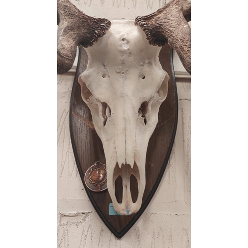 17 - Taxidermy: A late 20th century 15 point Red Stag antlers on skull, backed on wooden shield with CIC ... 