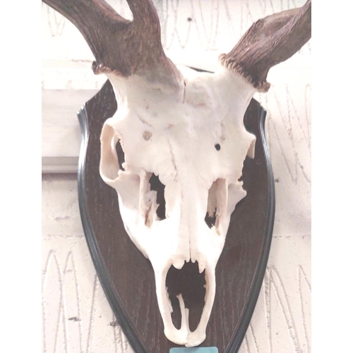 18 - Taxidermy: A Sika Stag 8 point antlers on skull, mounted on oak shield, width largest set 36cm; a pa... 