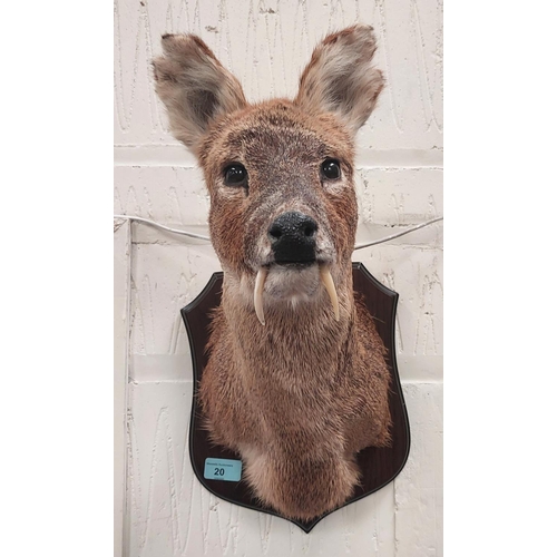 20 - Taxidermy: A late 20th century Chinese Water Deer, shoulder/neck mount with tusks, on oak shield pla... 