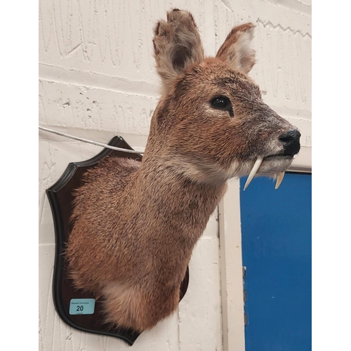 20 - Taxidermy: A late 20th century Chinese Water Deer, shoulder/neck mount with tusks, on oak shield pla... 