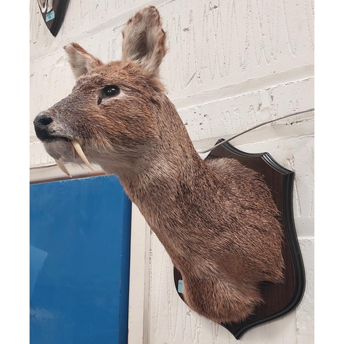 20 - Taxidermy: A late 20th century Chinese Water Deer, shoulder/neck mount with tusks, on oak shield pla... 